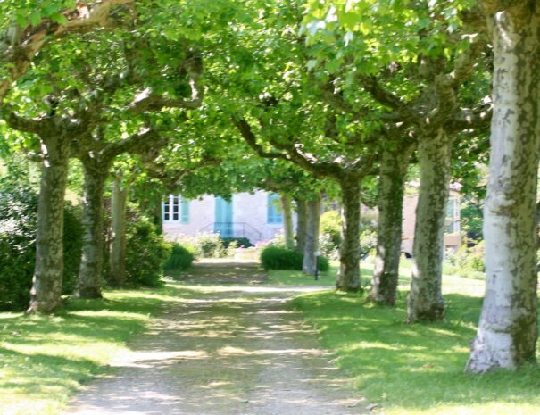 drive through a lush green avenue of plain trees leading to the house