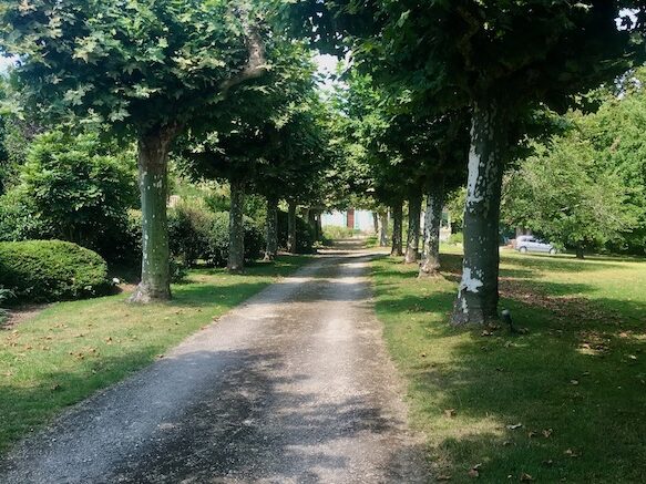 leafy avenue of Plain trees