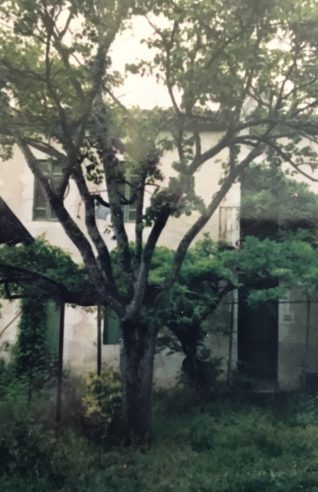 the jewel beneath the foliage